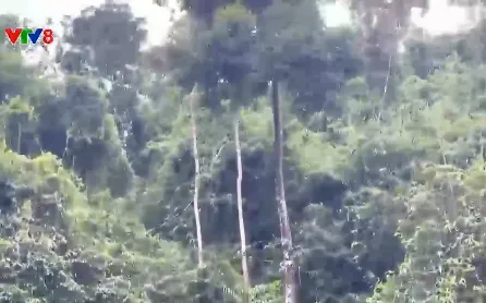 Quảng Nam ngăn chặn nạn lấn chiếm đất rừng trồng keo