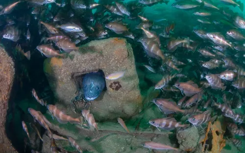 Những bức ảnh tuyệt đẹp từ cuộc thi Nhiếp ảnh gia dưới nước năm 2025