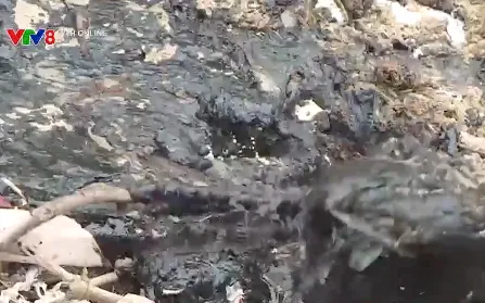 Khẩn cấp ứng phó 30 tấn dầu trôi dạt vào vịnh biển Lăng Cô