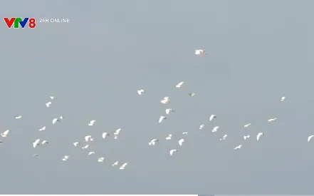 Hà Tĩnh: Hàng chục hecta lúa bị chim hoang dã phá hoại