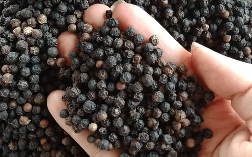 Hồ tiêu Việt Nam năng suất gấp đôi trung bình thế giới