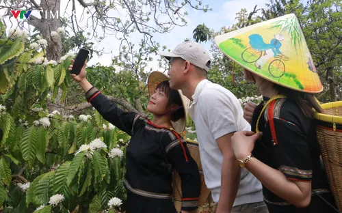 Nhiều đơn vị hưởng ứng phục vụ miễn phí cho du khách đến Lễ hội Cà phê Buôn Ma Thuột