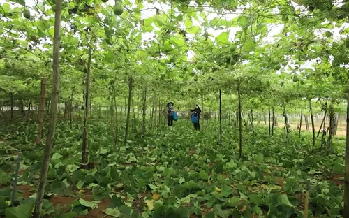 Nghệ An: Nông sản được mùa, mất giá