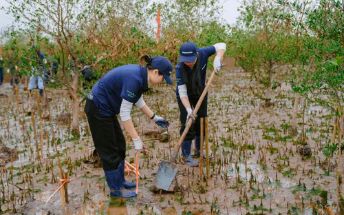 Trồng rừng ngập mặn tại Thái Bình, góp phần vì một Việt Nam xanh