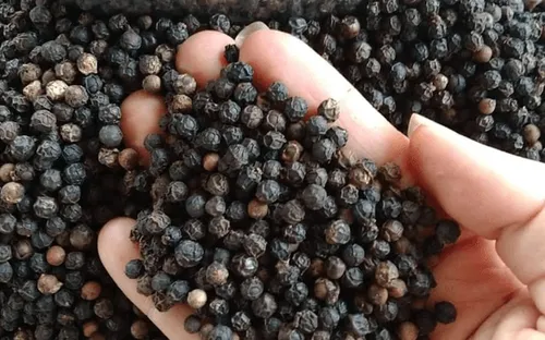 Giá hồ tiêu phục hồi mạnh