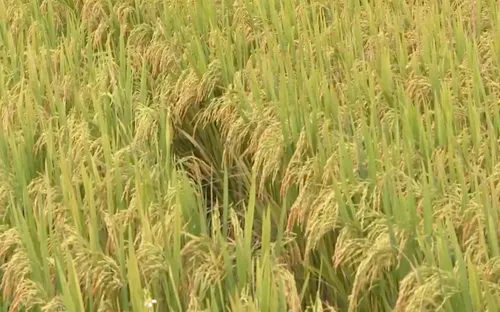 Liên kết tạo đầu ra ổn định cho nông sản