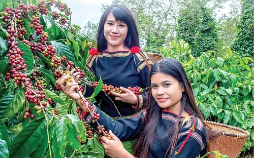 Giá tăng phi mã, xuất khẩu cà phê thắng lớn