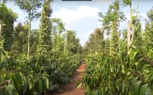 Nâng cao chất lượng hồ tiêu Việt Nam