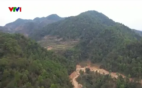 Tái sinh rừng bằng quả pháo hạt giống