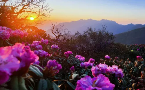 Lai Châu tháng ba rực rỡ mùa đỗ quyên