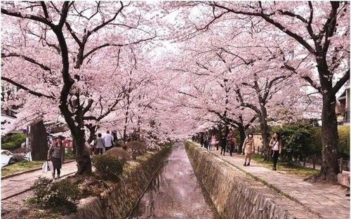 Nhật Bản dự kiến đạt doanh thu kỷ lục từ mùa hoa anh đào