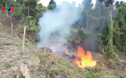 Lại xảy ra phá rừng để trồng rừng