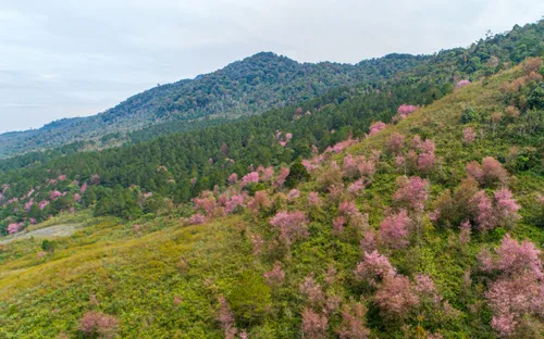 Đà Lạt chìm đắm trong sắc hồng mai anh đào