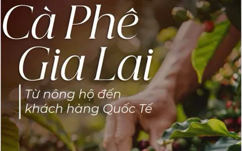 Gia Lai sắp tổ chức cà phê Festival
