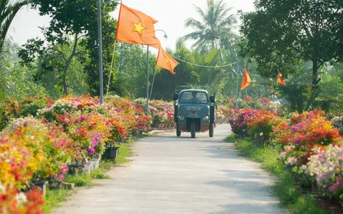 Làng hoa giấy Phú Sơn: Điểm đến đầy sắc màu ở xứ dừa Bến Tre