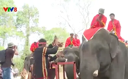 Cúng sức khoẻ cho voi