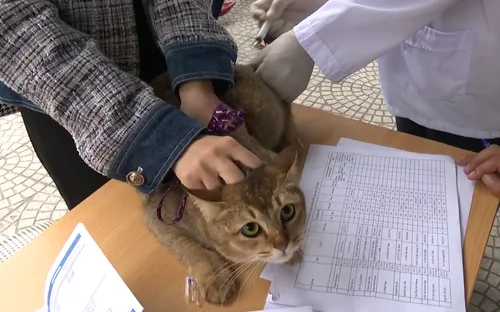 Bệnh dại gia tăng