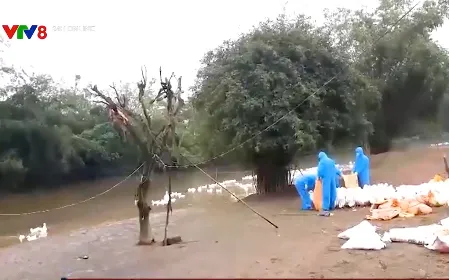 Quảng Trị xuất hiện ổ cúm gia cầm H5N1