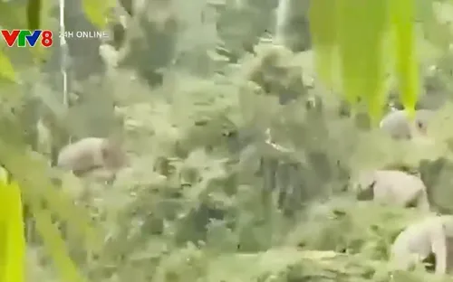 Những tín hiệu tích cực từ bảo tồn voi hoang dã ở Quảng Nam