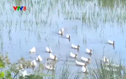 Quảng Trị triển khai các giải pháp phòng chống dịch cúm gia cầm A/H5N1