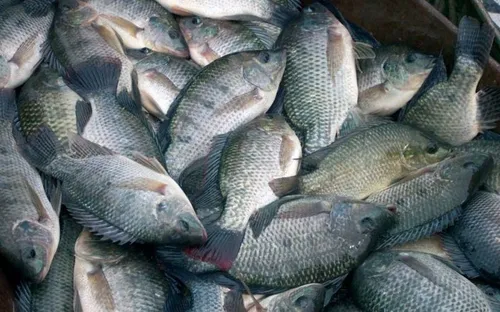 Rộng đường xuất khẩu cá rô phi