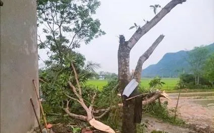 Mưa lớn, giông lốc khiến nhiều nhà dân ở Nghệ An bị tốc mái, cây gãy đổ, bật gốc