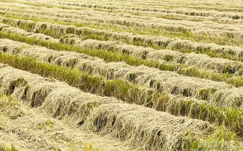 Tìm kiếm giải pháp giúp nâng cao chuỗi giá trị rơm rạ