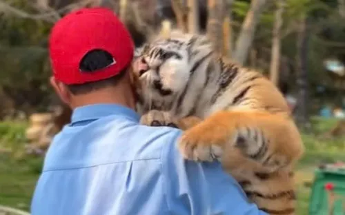 Nghệ An: Yêu cầu chấm dứt việc cho du khách tiếp xúc trực tiếp với hổ nuôi