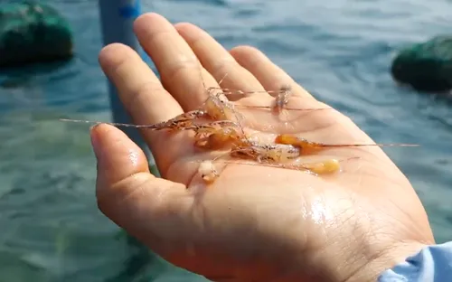 Ngăn chặn tôm hùm giống nhập lậu