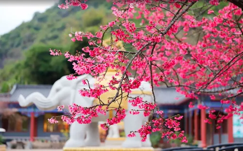 Các địa điểm ngắm hoa anh đào đẹp như tranh