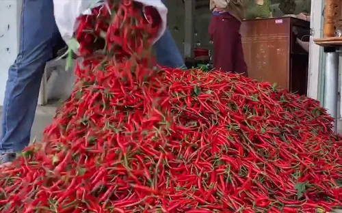 Cẩn trọng mở rộng diện tích trồng ớt dù được mùa, được giá