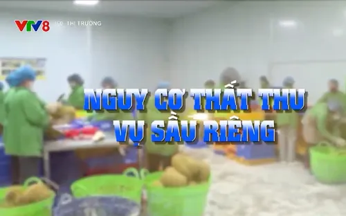 Nguy cơ thất thu vụ sầu riêng