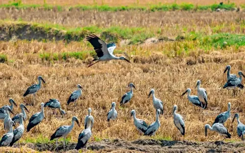 Kỳ thú đàn cò nhạn quý hiếm xuất hiện trên cánh đồng Tây Nguyên