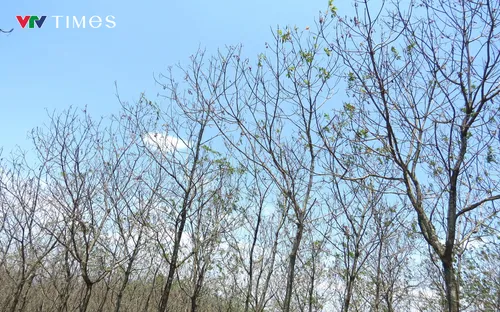 Hàng nghìn hecta cao su khô lá bất thường khiến người trồng gặp khó