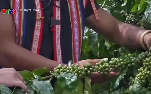 Gia Lai đẩy mạnh sản xuất cà phê đặc sản