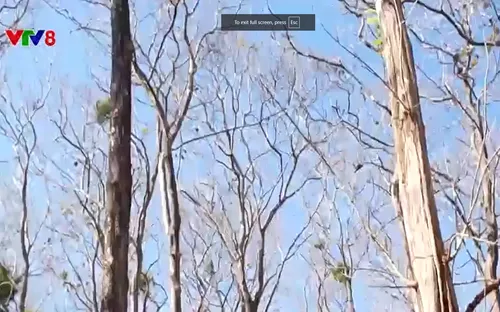 Tây Nguyên phòng chống cháy rừng đỉnh điểm mùa khô