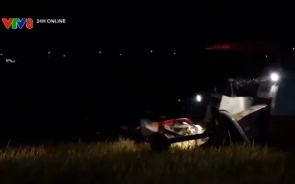 Thay đổi thời gian thu hoạch để tránh nắng nóng