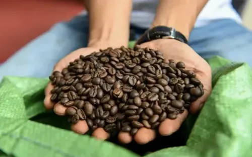 Giá cà phê đang ở ngưỡng cao nhất trong lịch sử cà phê thế giới