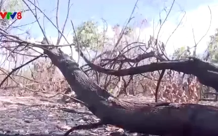 Miền Trung đối phó nguy cơ cháy rừng mùa nắng nóng