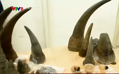 Thực hư giá trị sừng tê giác