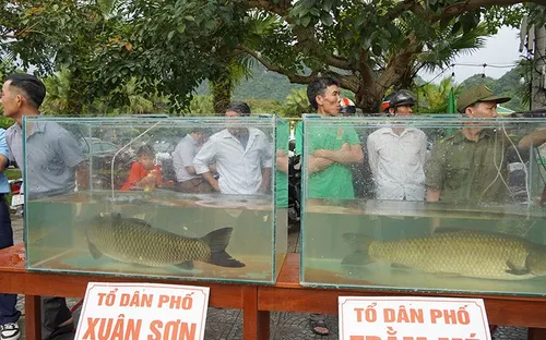 Sôi nổi hội thi cá trắm sông Son