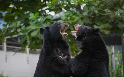 Du lịch gắn với bảo tồn động vật hoang dã