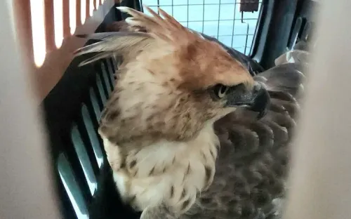 Cắt điện, điều xe chuyên dụng giải cứu chim quý mắc kẹt trên dây điện