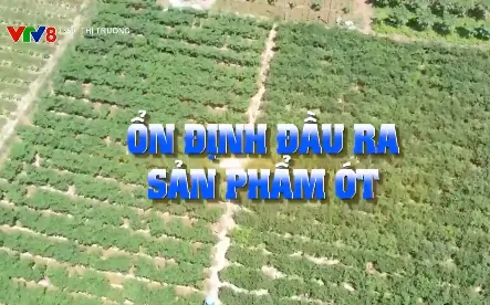 Ổn định đầu ra cho sản phẩm ớt