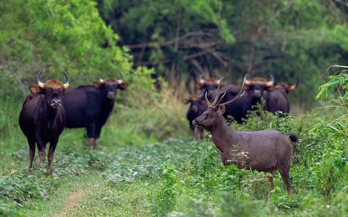 Nghề giữ rừng: Những hi sinh thầm lặng để bảo vệ tài nguyên của đất nước