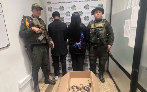 Colombia bắt đối tượng giấu động vật quý hiếm trong đồ lót