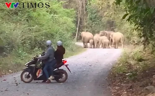 Xuất hiện đàn voi rừng đi vào khu dân cư ở Đồng Nai