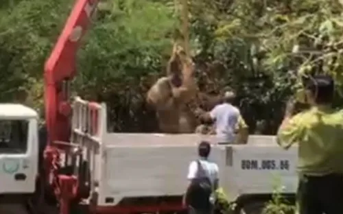 Đồng Nai: Điều tra nguyên nhân voi con chết ngạt do rơi xuống giếng