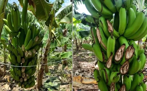 Truy bắt đối tượng chặt phá gần 5 tấn chuối ở Đồng Nai