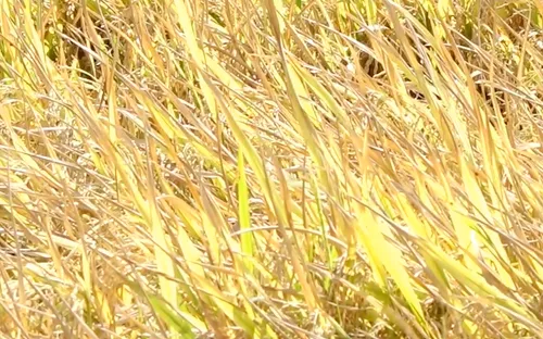 Lao đao vì dưa hấu mất mùa, mất giá